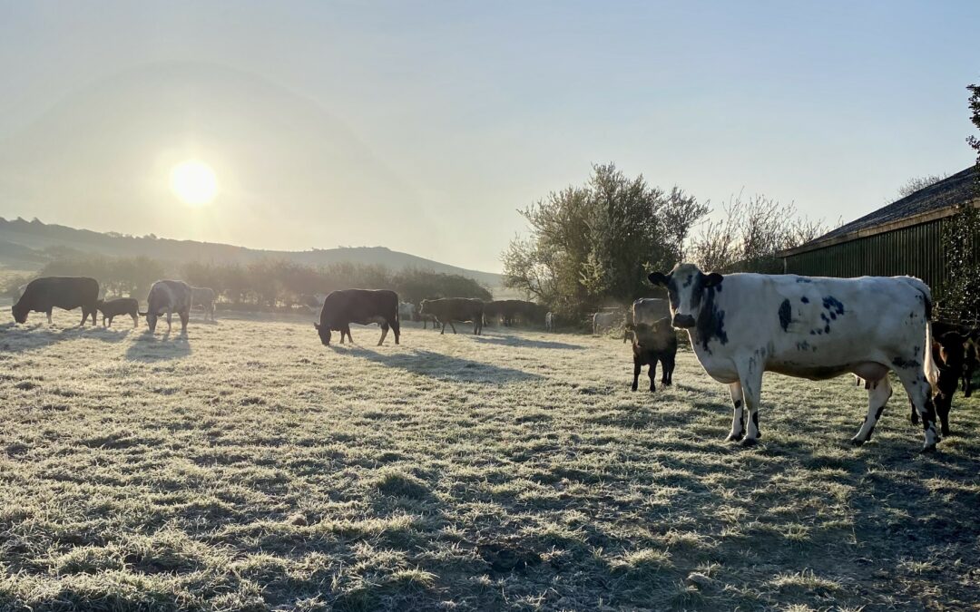 December Blog : Merry Christmas & Happy New Year