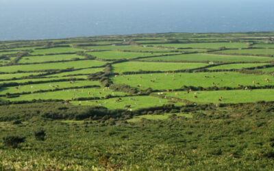 National Hedgerow Week 6-12 May 2024