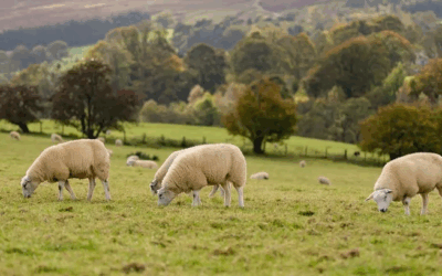 Wight Rural Hub’s May 2025 Newsletter is Now Available