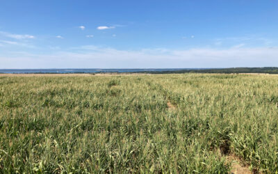 Mental Health Awareness Week – A Message to Our Farming Community