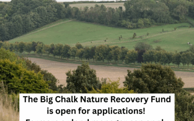 Restoring Nature at Scale: Introducing the Big Chalk Nature Recovery Fund