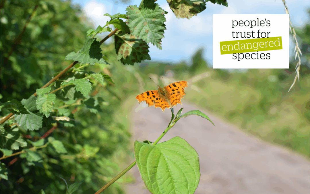 Feature Advisor Article – August 2025 – How We All Benefit From A Focus On Hedgerows