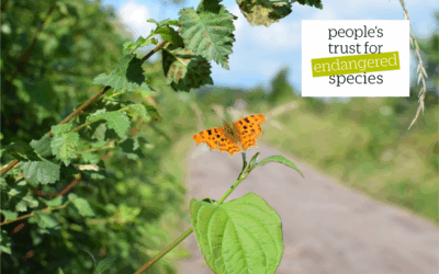 Wight Rural Hubs Newsletter – September Edition