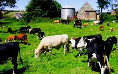 Feature Advisor Article – October 2025 – Cridmore Barn Store: Self-Storage in the Heart of Nature