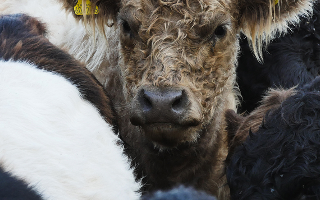Farming in Protected Landscapes (FiPL) – Feature Advisor Article
