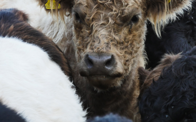 Farming in Protected Landscapes (FiPL) – Feature Advisor Article