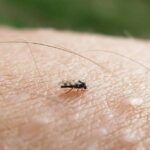 Culicoides midge